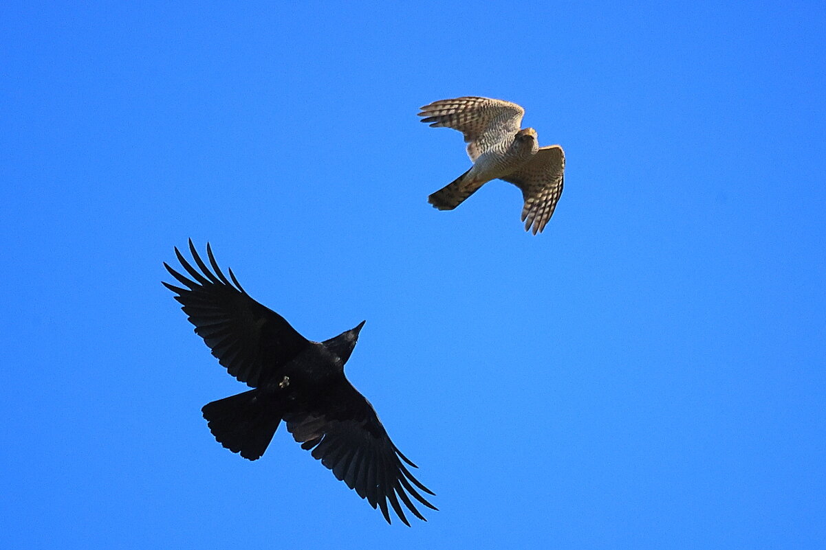 *** - Владилен Панченко