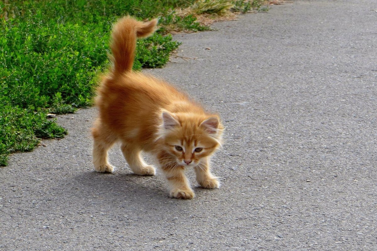 Как интересен этот мир! - Татьяна Смоляниченко