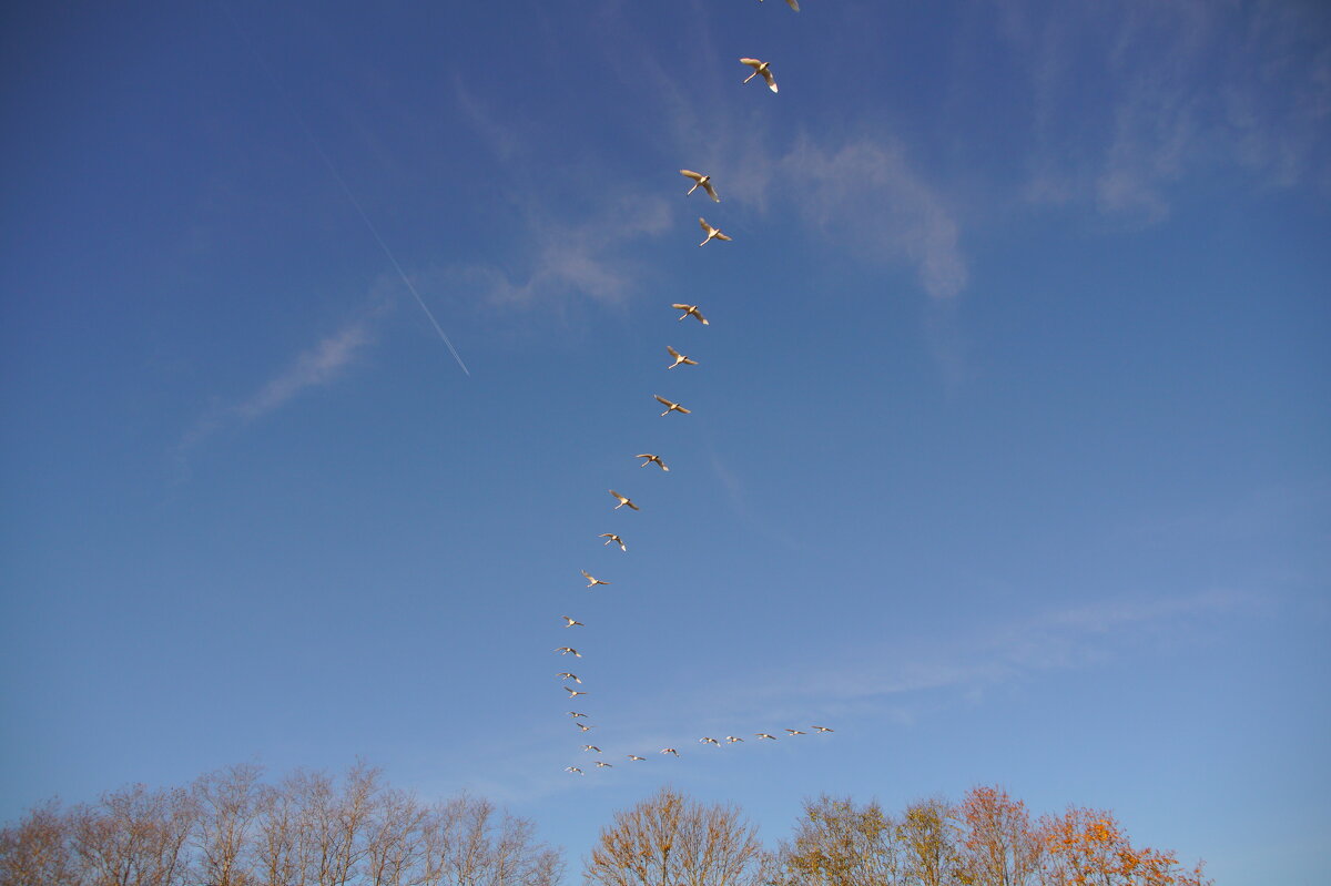 журавли - Андрей Иванов