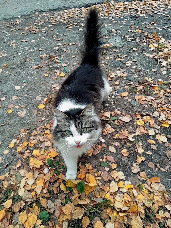 Кот во дворе - Алексей Р.