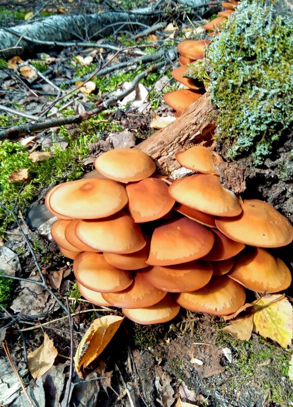 Опёнок летний - Алексей Р.