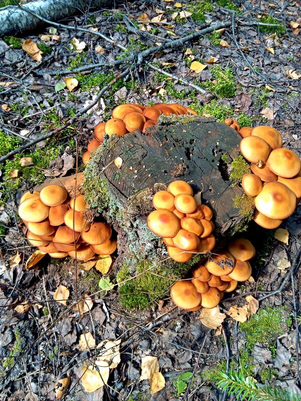 Опёнок летний - Алексей Р.