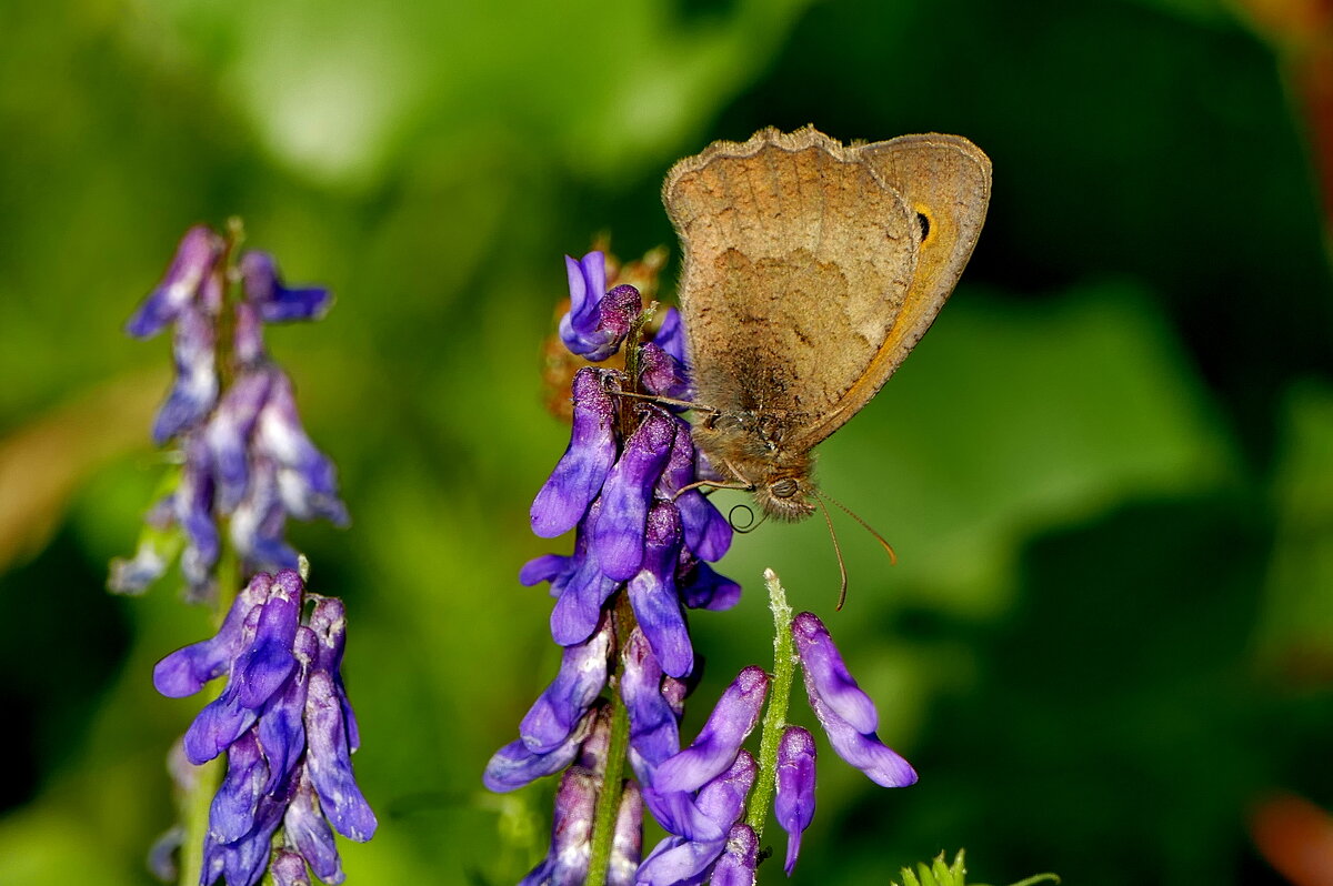 опять бабочки 24 - Александр Прокудин