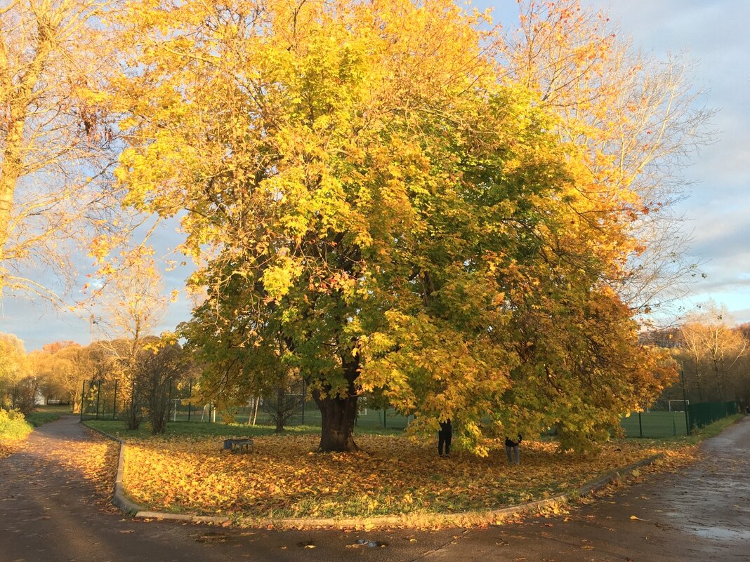 Великие Луки. Клён на острове Дятлинка... - Владимир Павлов