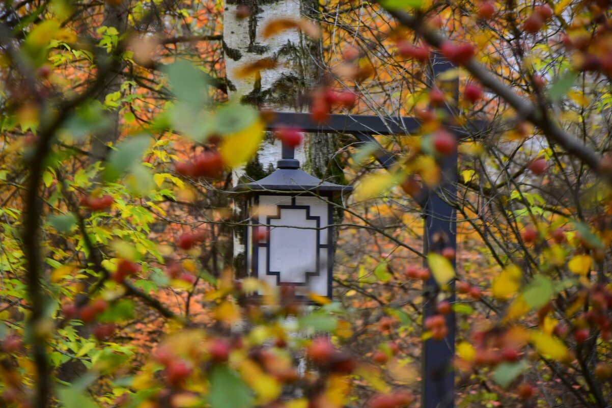 Фонарь среди ягод - Мария Яковлева