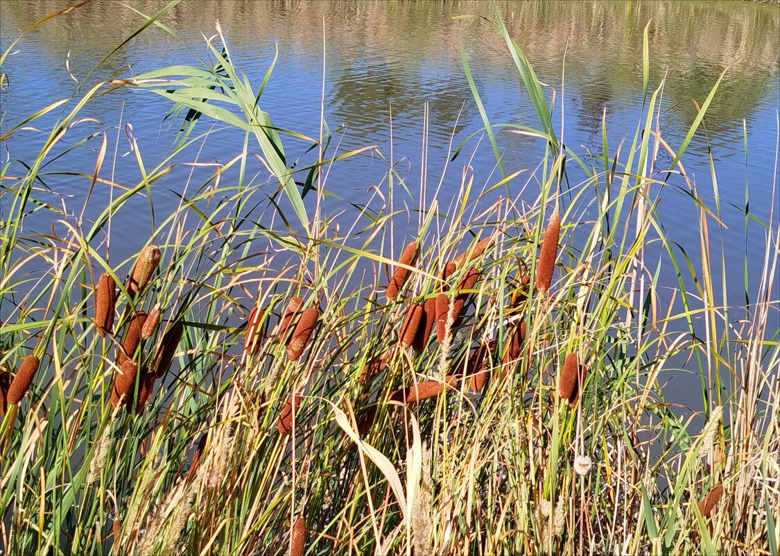 У пруда! - Надежда 