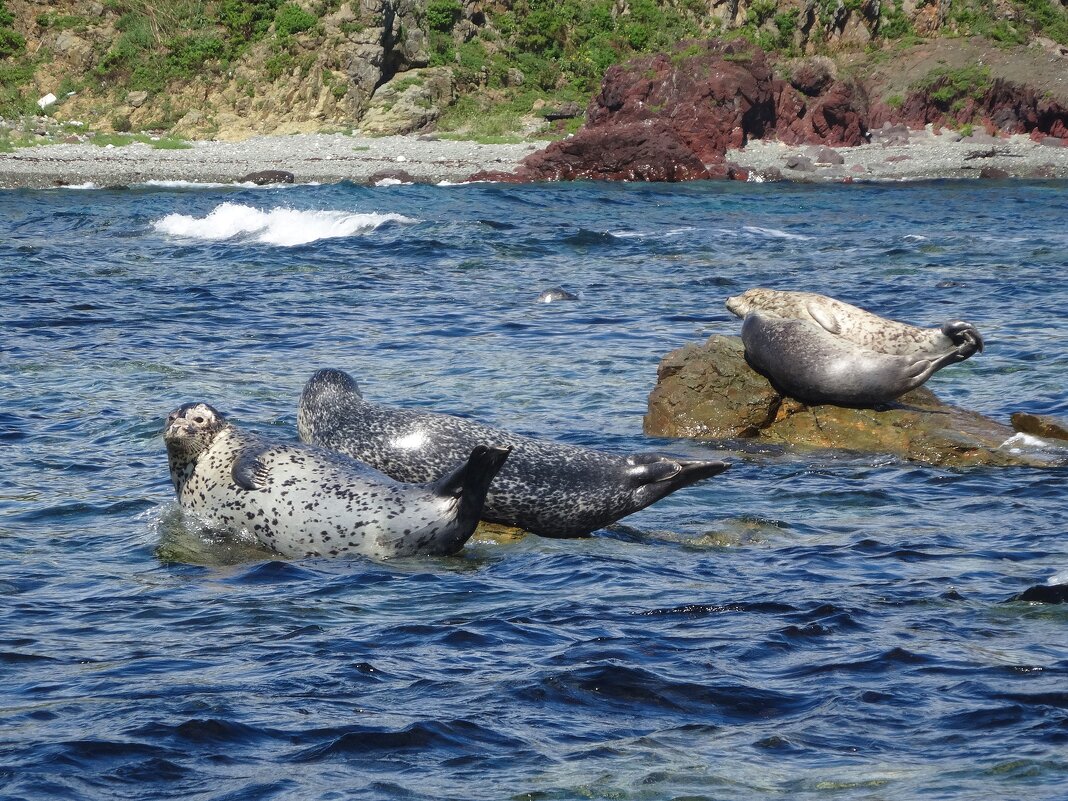 Дальневосточные нерпы - Лидия Бусурина Дальневосточные нерпы - Лидия Бусурина