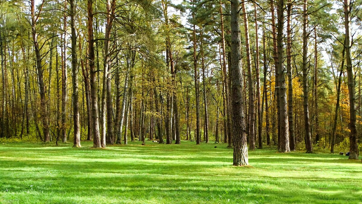 Сосновый бор в октябре (репортаж из поездок по области). - Милешкин Владимир Алексеевич Сосновый бор в октябре (репортаж из поездок по области). - Милешкин Владимир Алексеевич