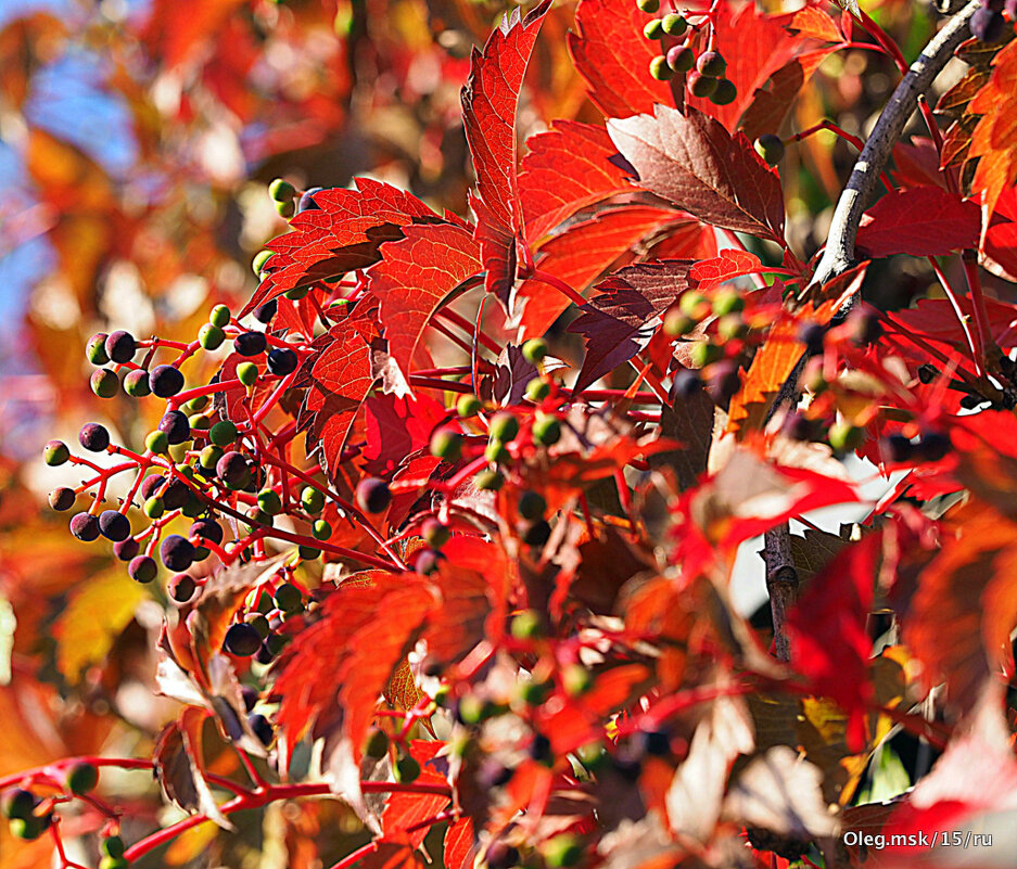 мозаика осени - Олег Лукьянов