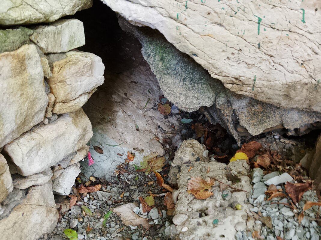 МАЦЕСТА - Tata Wolf