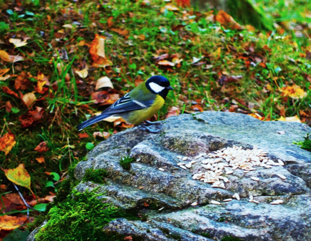 Неужели чищенных кедровых орешков насыпали? - Aida10 