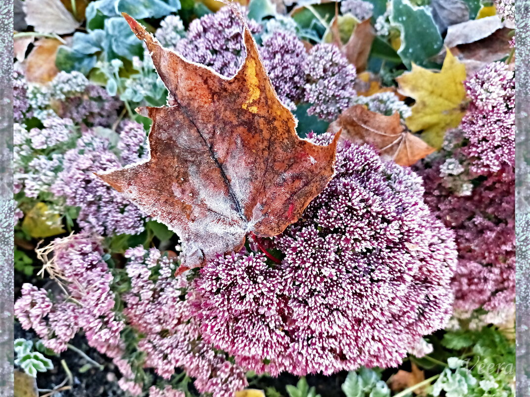 Первый иней - Veera V Первый иней - Veera V