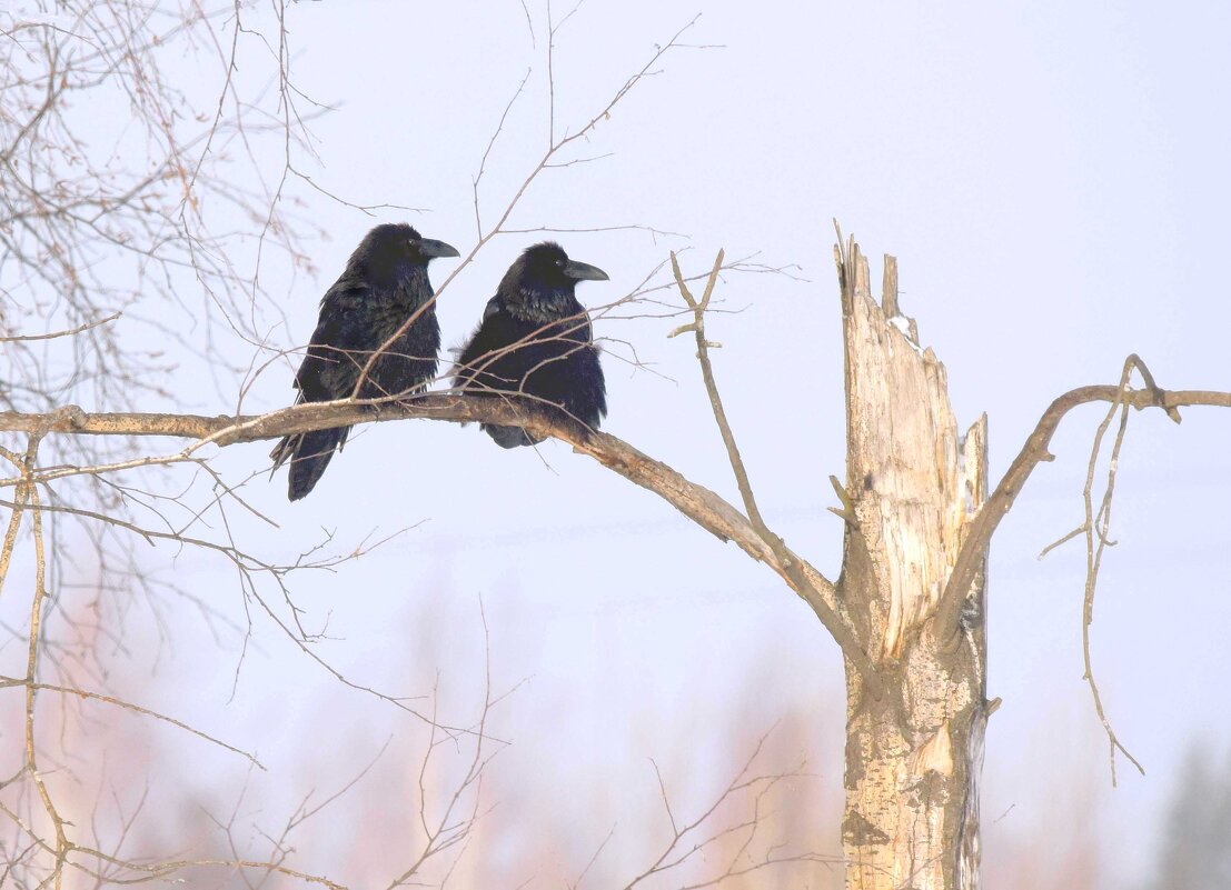 В ожидании весны - Михаил Белоусов