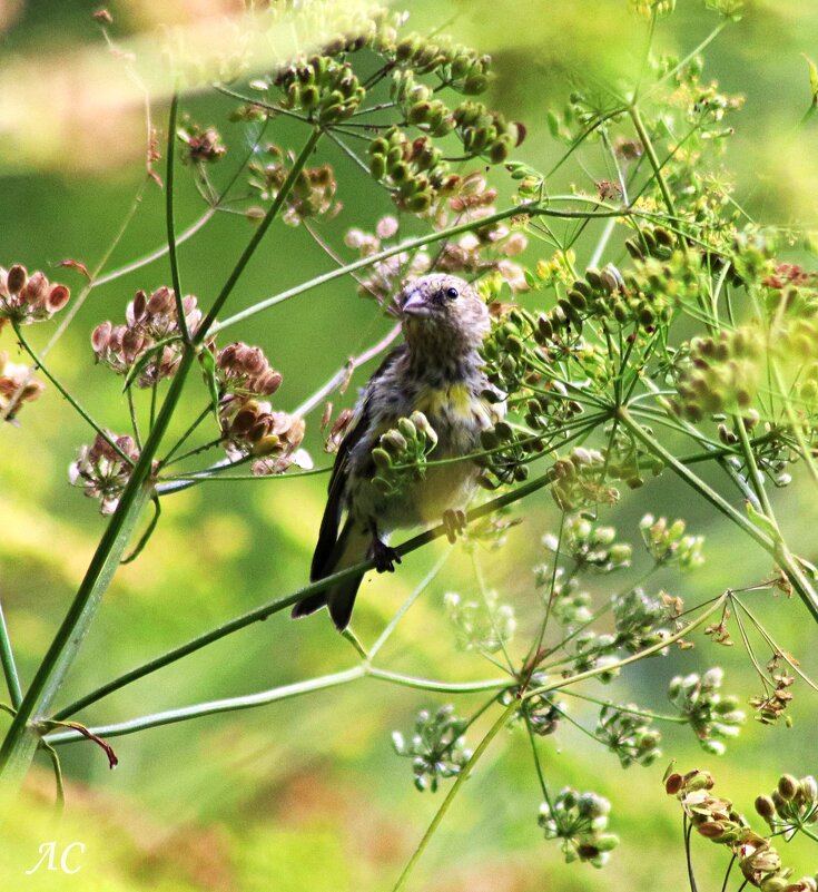 Чиж - Любовь Сахарова