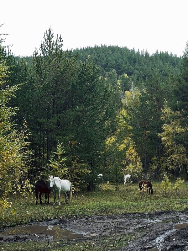 Кони - Георгиевич 