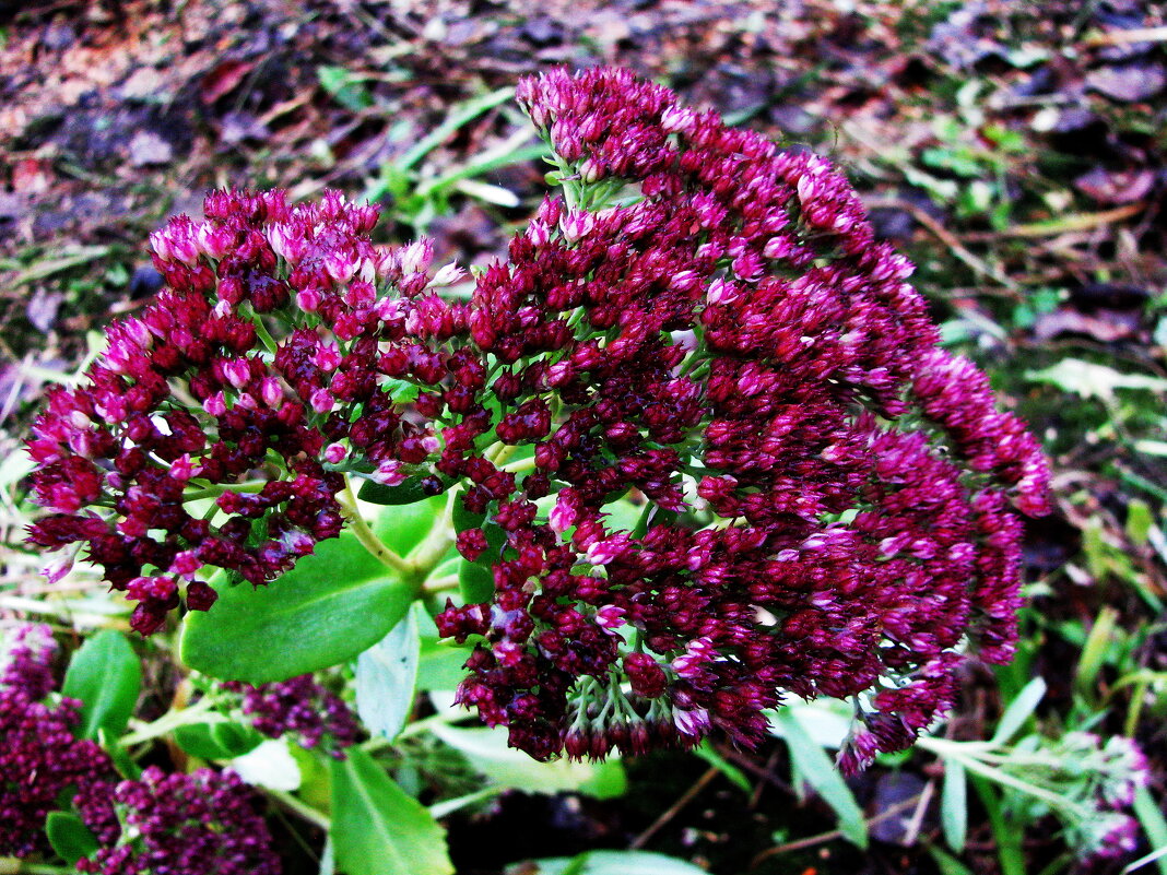 Очиток цветёт - Людмила Смородинская