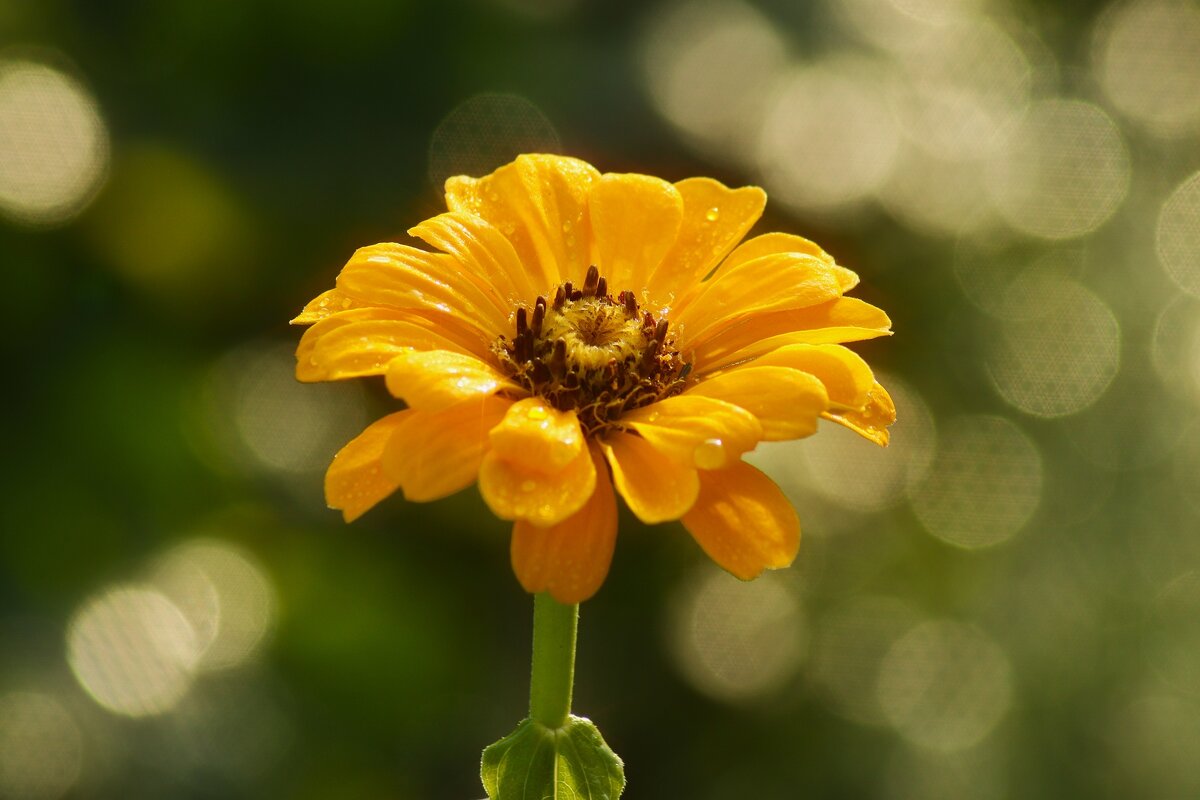 Утро октября - Юрий. Шмаков