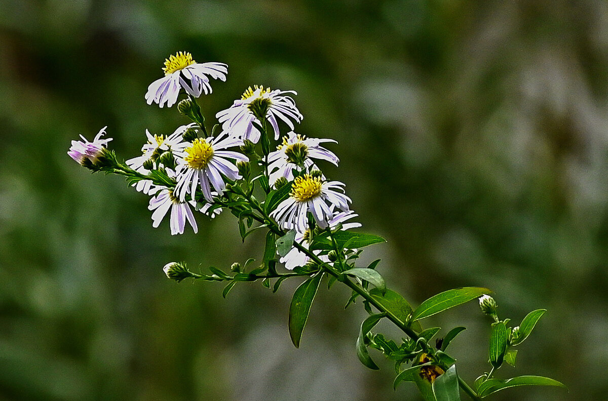 В поле... - Николай Саржанов