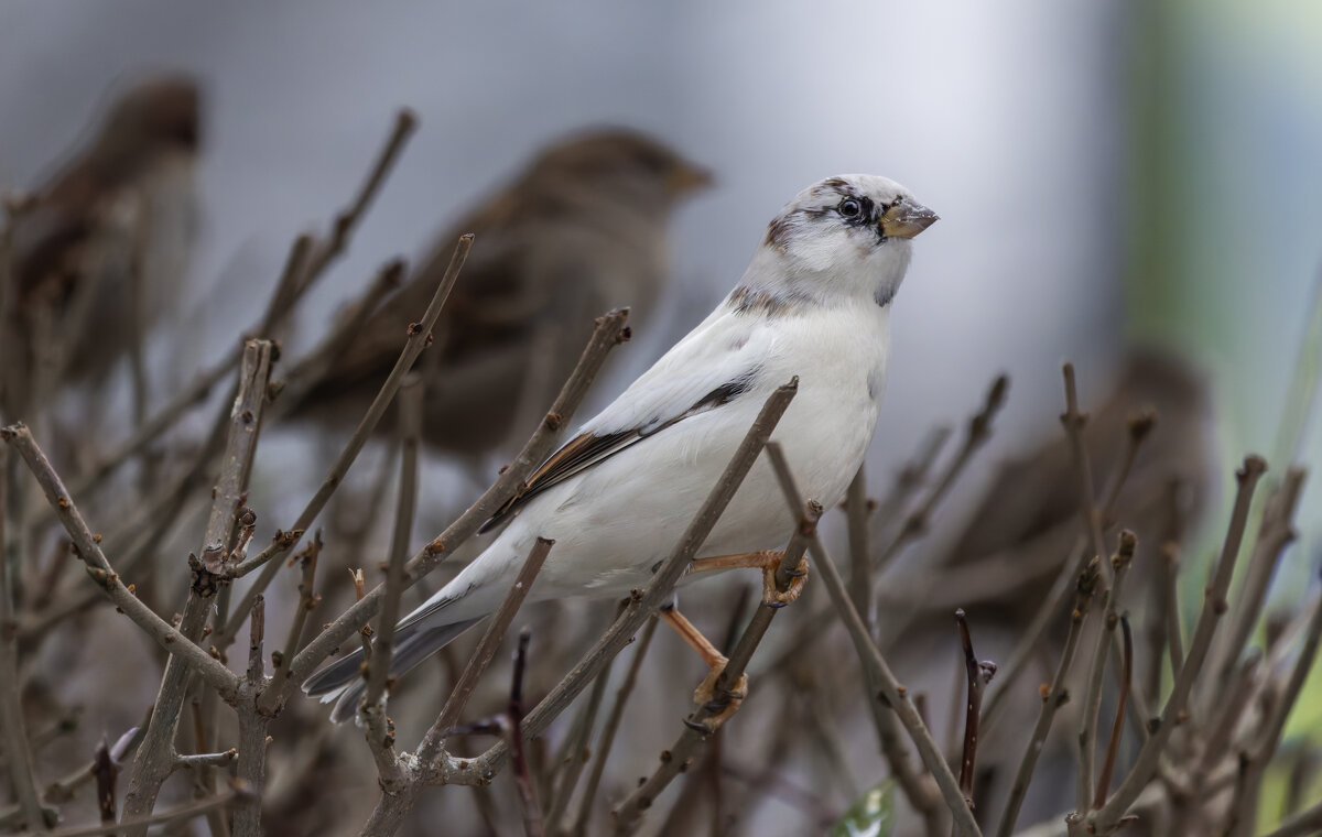 из жизни воробьев.белый воробей. - юрий макаров из жизни воробьев.белый воробей. - юрий макаров