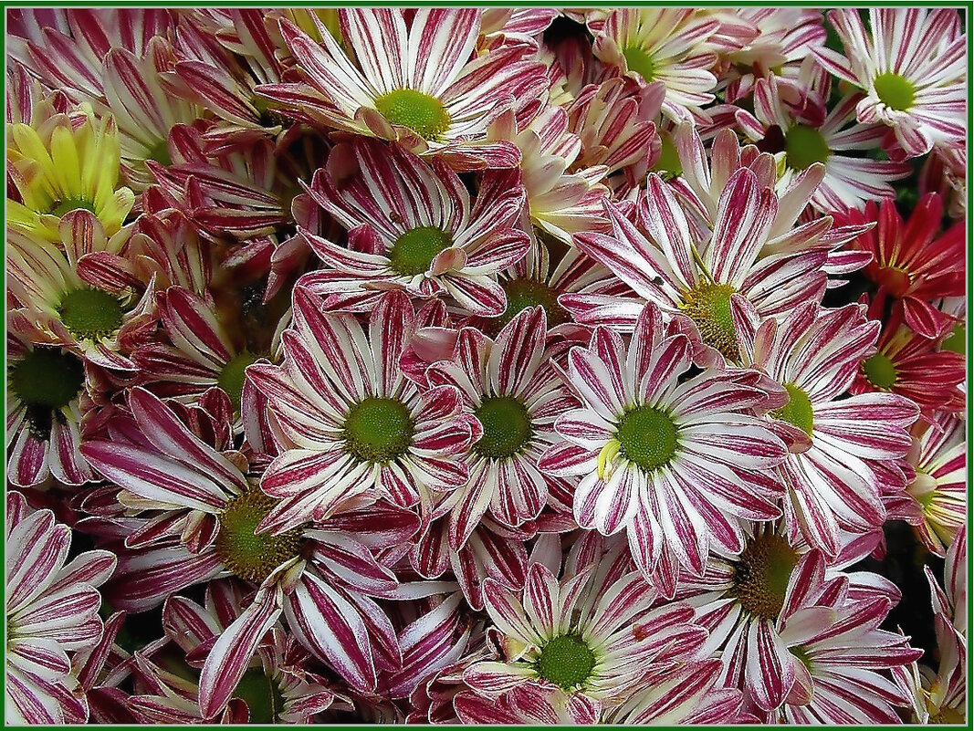 Цветы осени - Ольга Довженко