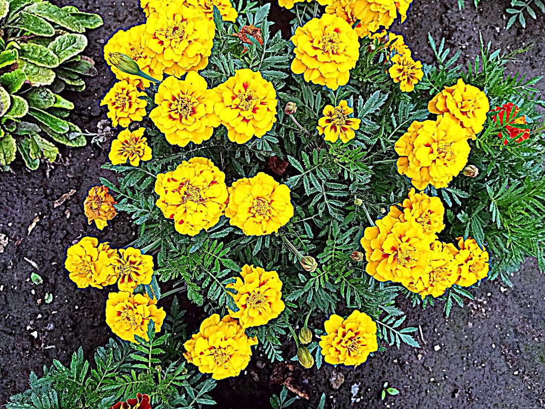 Цветы. - Владимир Драгунский