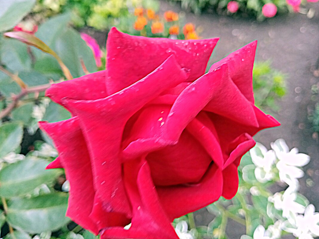 Роза. - Владимир Драгунский