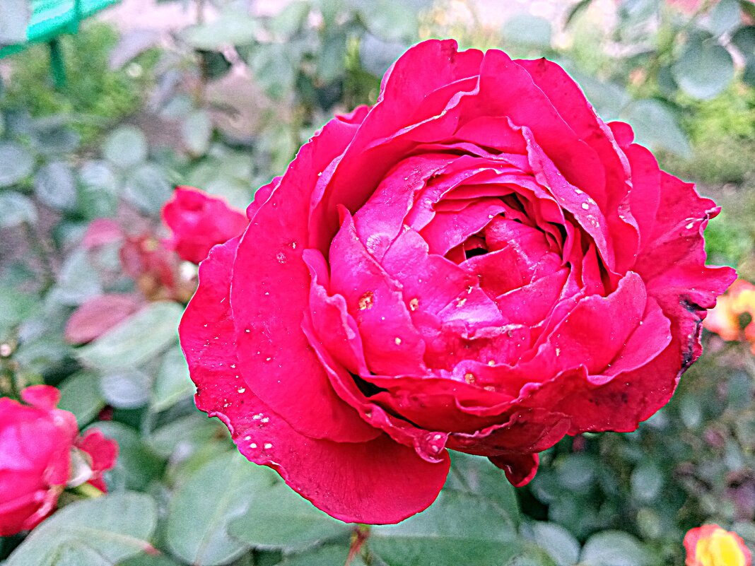 Роза. - Владимир Драгунский