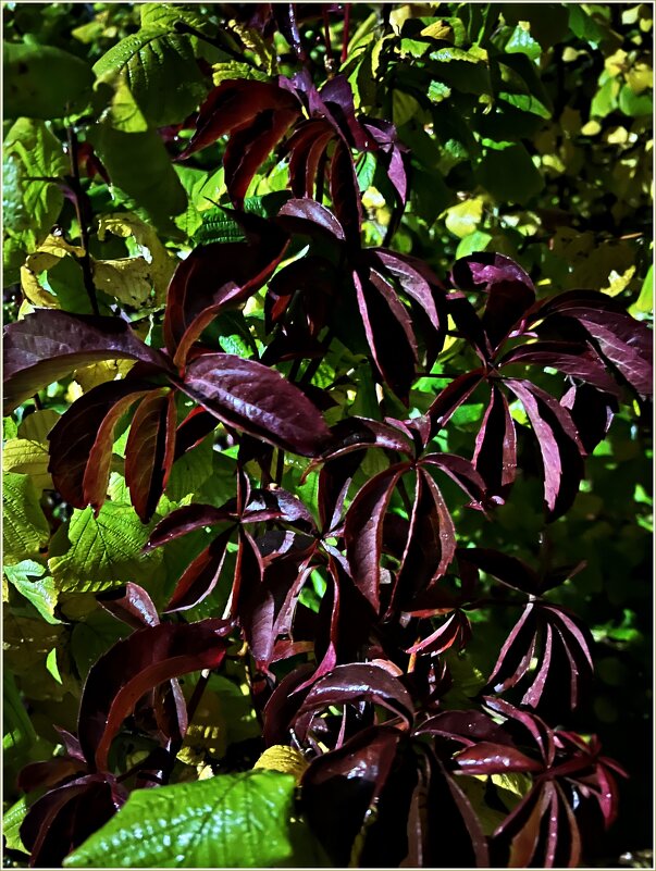 Вечерний виноград. - Валерия Комова