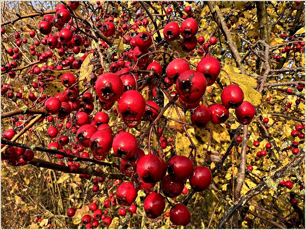 Урожай боярышника. - Валерия Комова