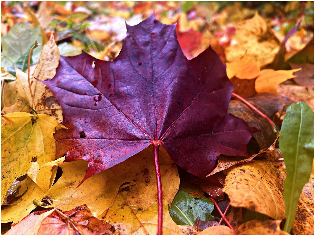 Бордовый лист. - Валерия Комова