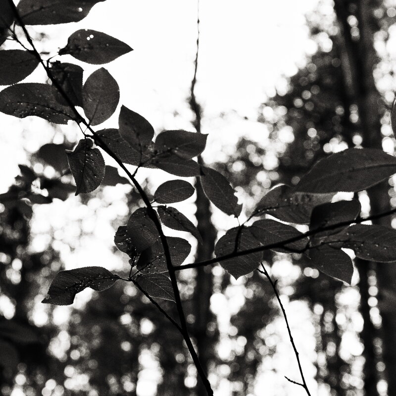 Фотография - Денис Безногов