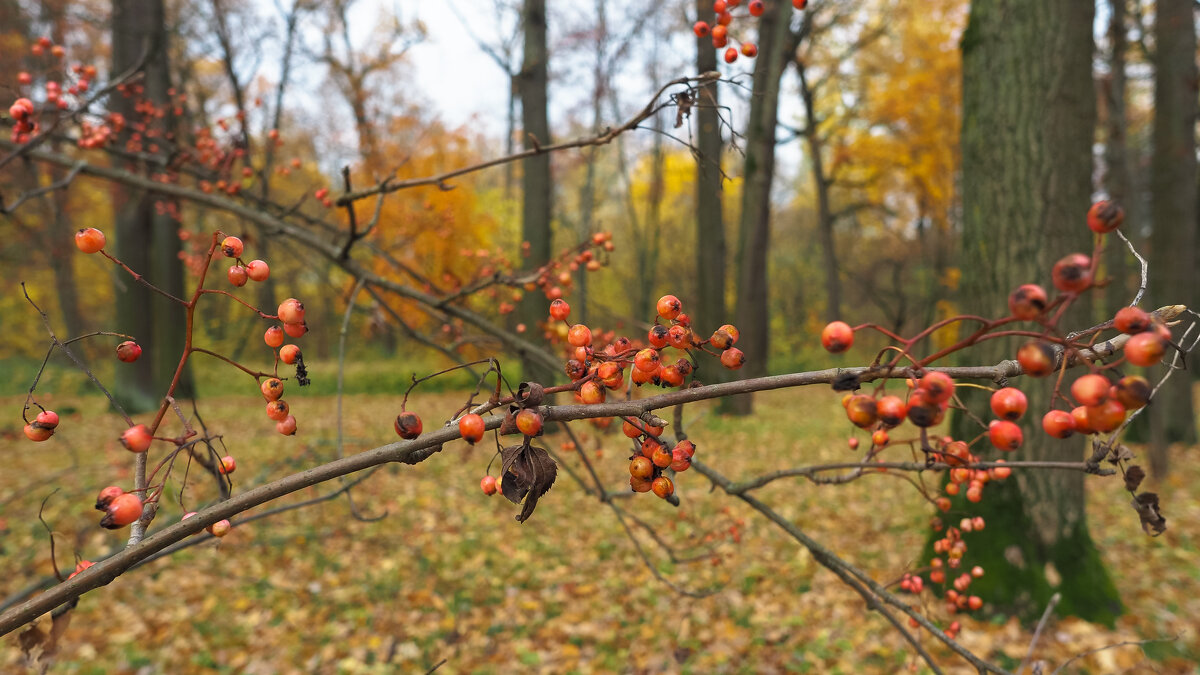 Осенний Сюжет - юрий поляков