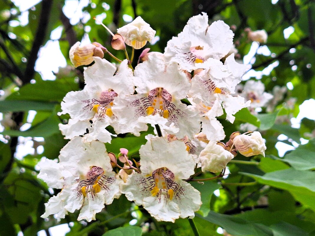 Цветочки - Наталья 