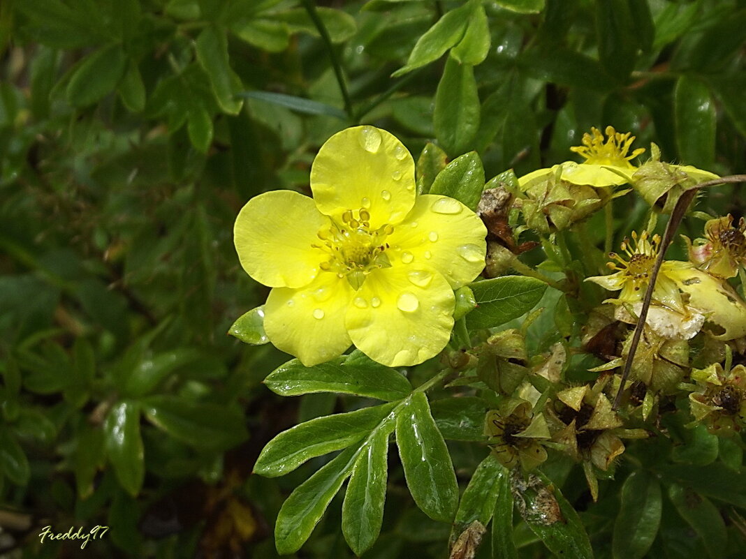 В каплях... - Freddy 97