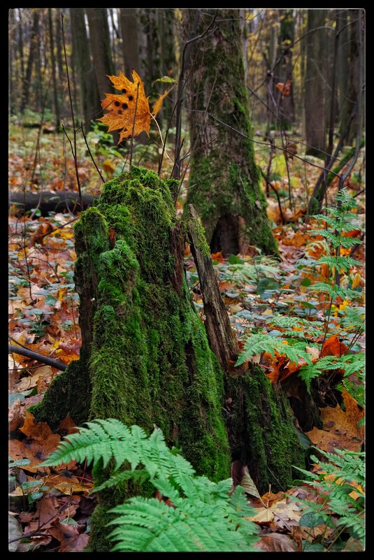 Царство мха... - Руслан 