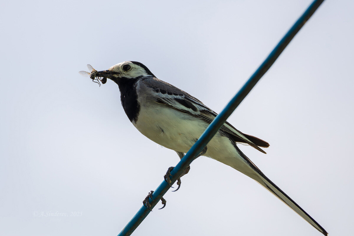 Трясогузка с добычей - Александр Синдерёв