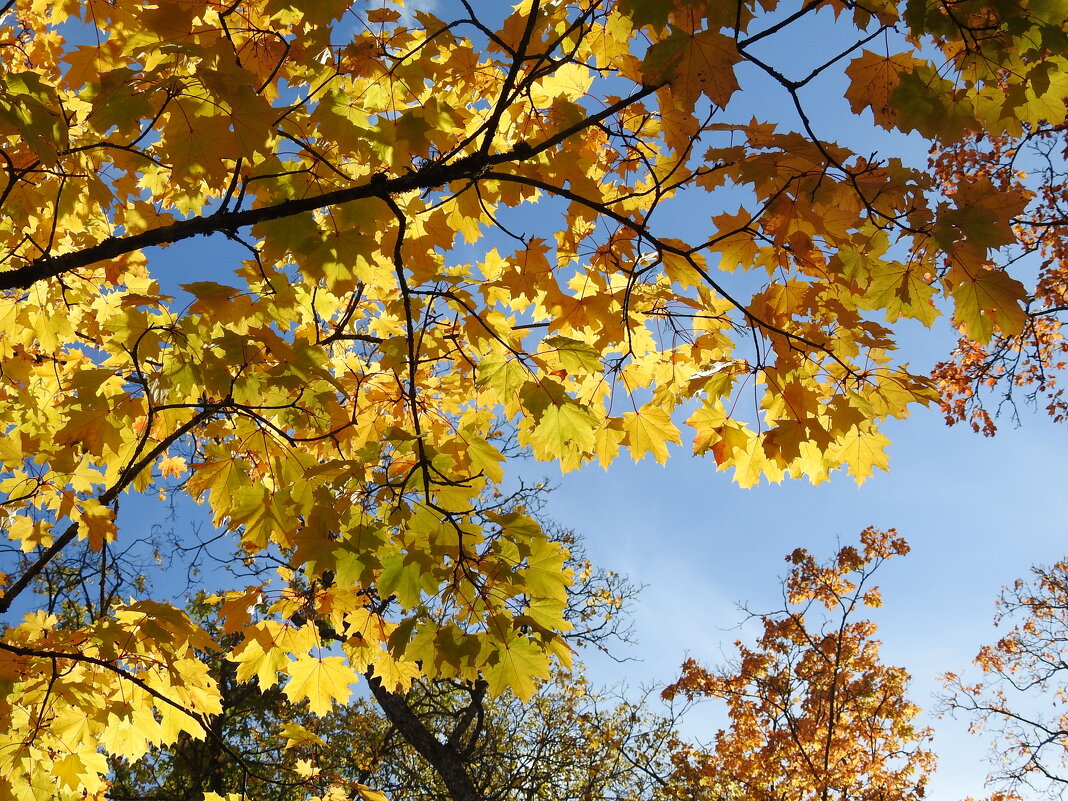 осень - ИННА ПОРОХОВА