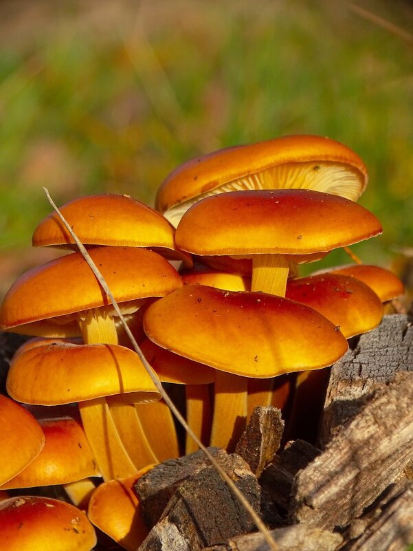 Опёнок зимний - Татьяна Венцель