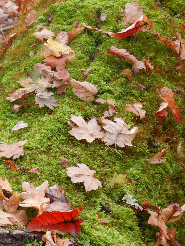 осенний ковер - Лера 