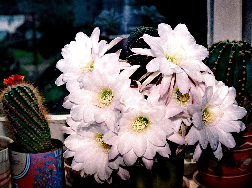 Цветущий Букет Кактуса. - Александр Лад