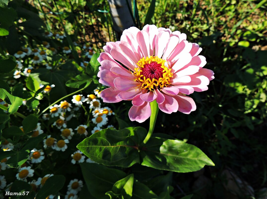 Очаровашка - Ната57 Наталья Мамедова