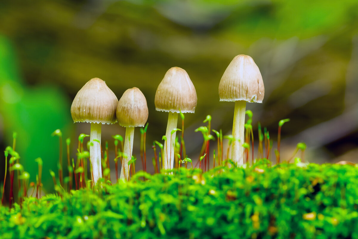 семейка - Виталий Емельянов