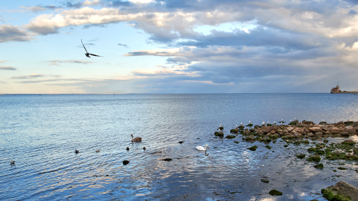 лебеди прилетели. - Эдуард Тищенко
