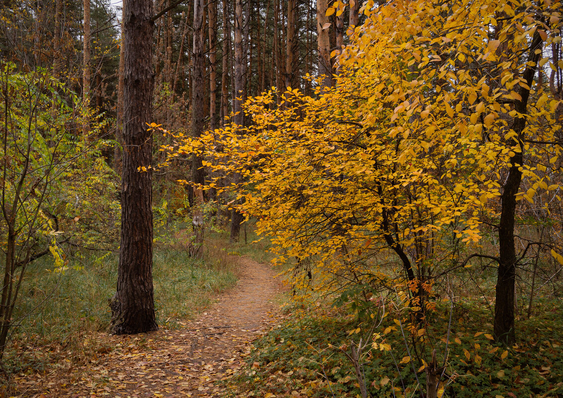 У осенней тропы - София 
