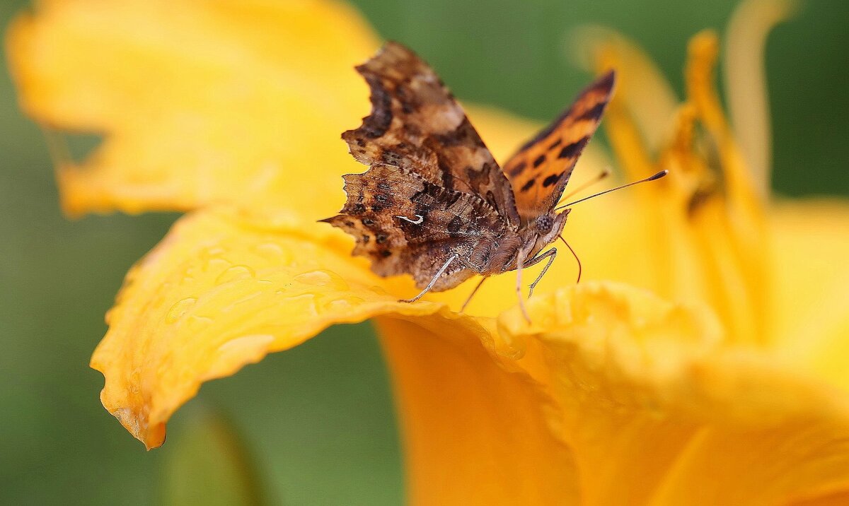 Июльская бабочка - ZNatasha -