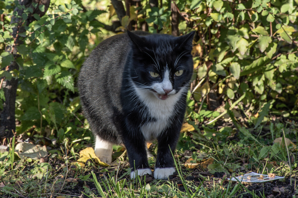 Я, вообще-то, добрый, но лучше меня не злить! - Борис Генкин
