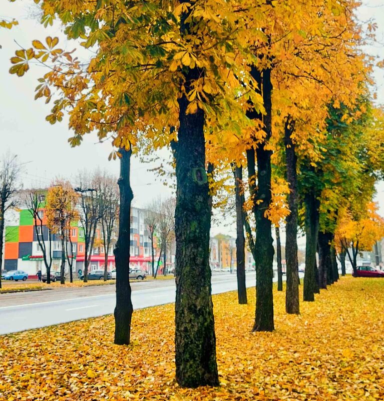 На ковре из жёлтых листьев...(с) - Галина Бобкина