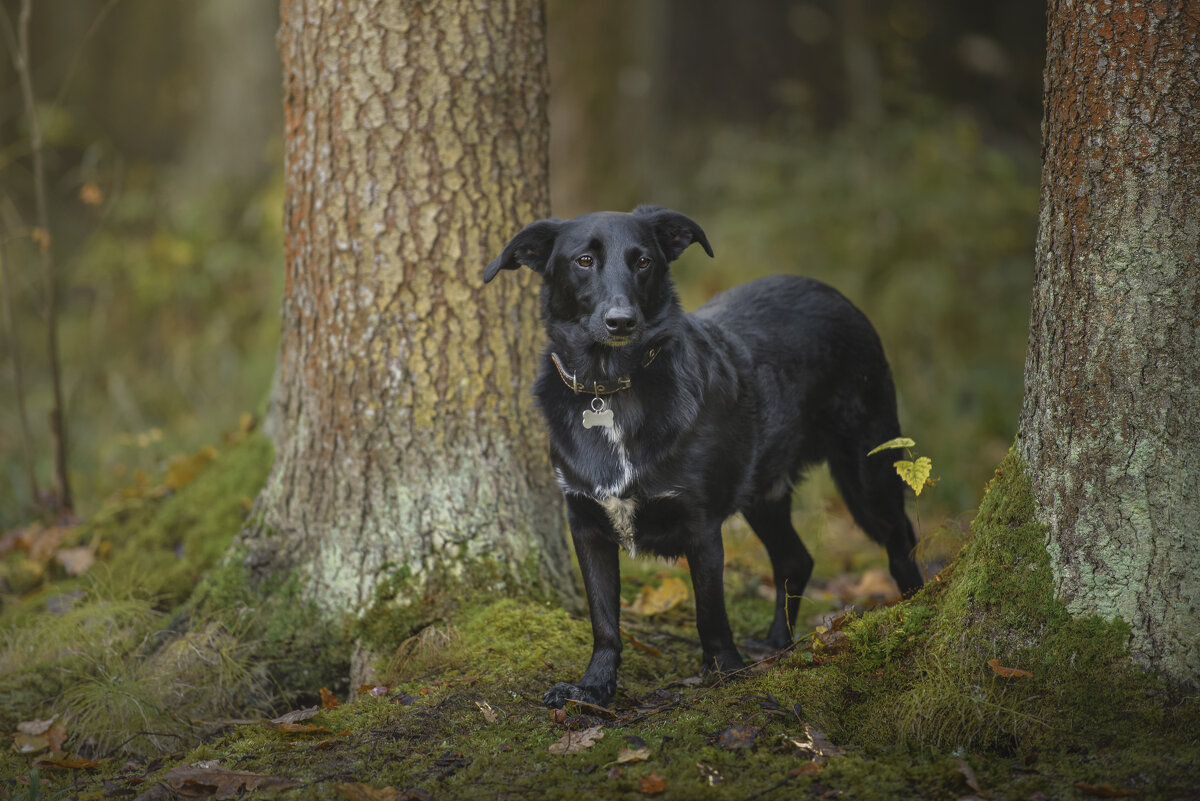 вышел из леса - Максим Вышарь