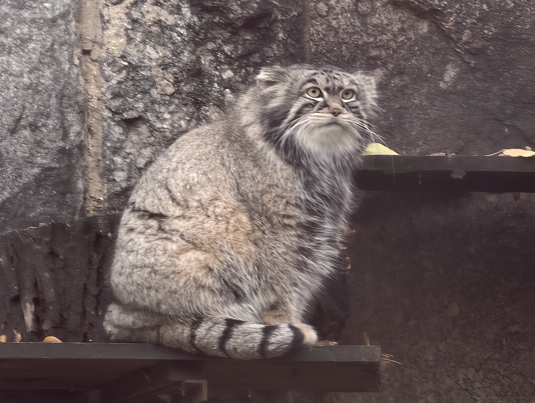 Манул Тимоша - <<< Наташа >>>