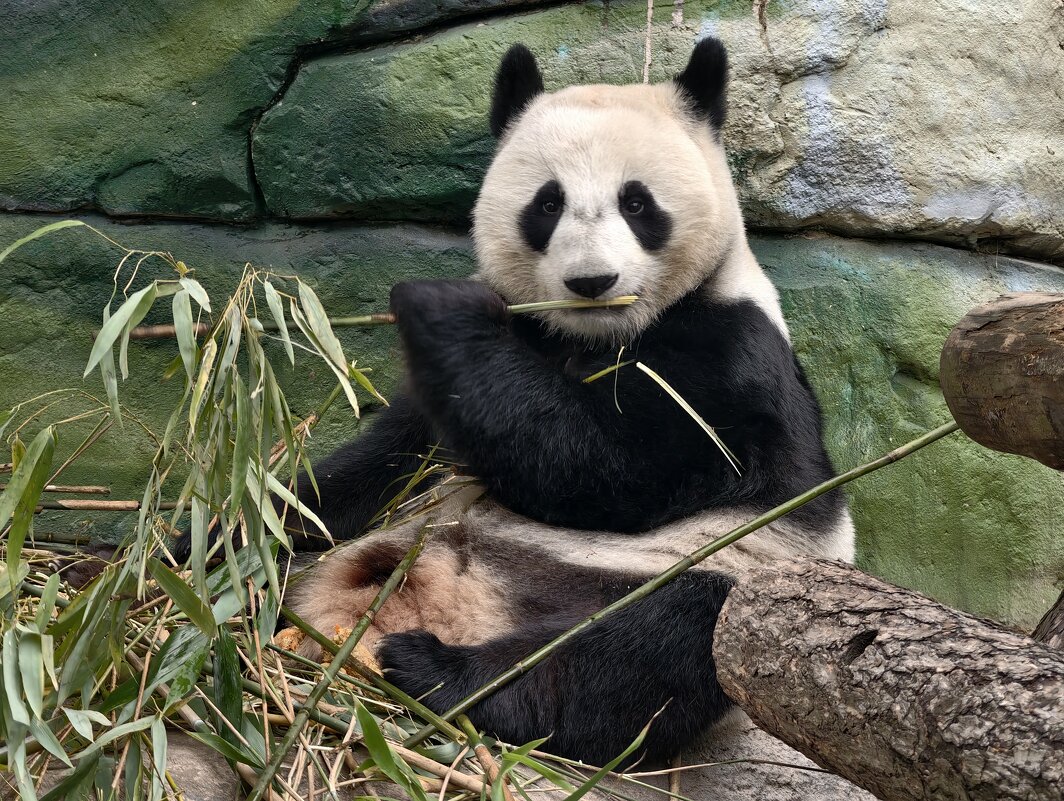 Панда Катюша - <<< Наташа >>>